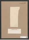 Pleurosigma sp. (de-Toni-Nr.: Genus 13, Species 1018 ?, 1001 ?) Zeichnungen Sammlung Grunow Nr. 2142 (NHMW-BOT-W0369184)